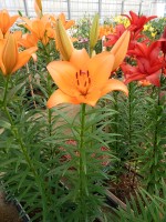 [5506 PO06 Corallo No01.JPG]